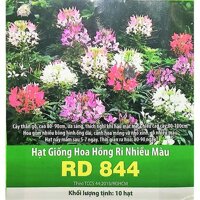 Hạt Giống Hoa Hồng Ri Nhiều Màu RD 844