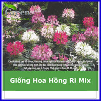 Hạt Giống Hoa Hồng Ri Nhiều Màu Mix