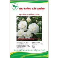 Hạt giống hoa hồng trắng  bạch hồng  CT248 - Gói 10 hạt