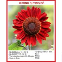 Hạt Giống Hoa Hướng Dương Đỏ