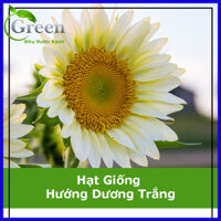 Hạt Giống Hoa Hướng Dương Trắng 5H