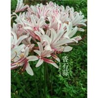 Hạt giống hoa kia Hoa thủy tinh hoa hạt tỏi Hạt giống hoa Có thể được trồng trong chậu Đa dạng Cây bán dâm