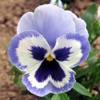 Hạt giống hoa pansy nữ hoàng các loài hoa