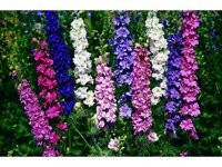 hạt giống hoa phi yến mix