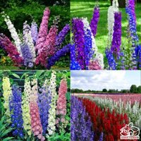 HẠT GIỐNG HOA PHI YẾN NHIỀU MÀU