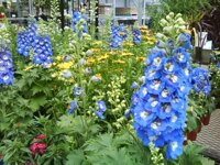 Hạt giống hoa phi yến xanh