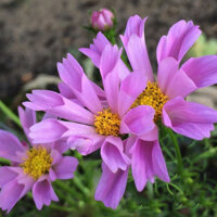 HẠT GIỐNG HOA SAO NHÁI CÁNH BƯỚM VỎ SÒ MIX - 50 HẠT