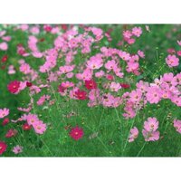 Hạt giống hoa sao nhái mix cúc cánh bướm 50 hạt