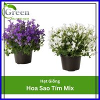 Hạt Giống Hoa Sao Tím Đơn Nhiều Màu Mix