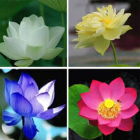 Hạt giống hoa sen mini mix 4 màu giống Nhật Bản