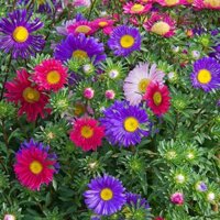 Hạt giống Hoa Thạch Thảo Hà Lan Mix VTS118