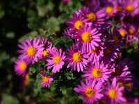 Hạt giống hoa thạch thảo hồng