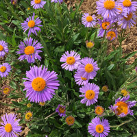 HẠT GIỐNG HOA THẠCH THẢO MIX -1 GRAM