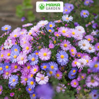 Hạt giống hoa Thạch Thảo nhiều màu RD 921