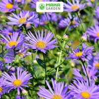 Hạt giống hoa Thạch Thảo Rado 916