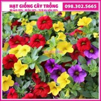 Hạt giống hoa triệu chuông mix nhiều màu ngẫu nhiên dễ trồng dễ chăm sóc trang trí khuôn viên - gói 50 hạt