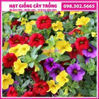 Hạt giống hoa triệu chuông mix nhiều màu ngẫu nhiên, dễ trồng dễ chăm sóc, trang trí khuôn viên - gói 50 hạt