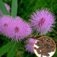 Hạt giống hoa Trinh Nữ (cây xấu hổ) (Mimosa Pudica)_ Tặng gói phân dưỡng cây cao cấp 10gram.