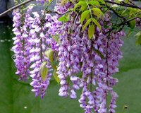 Hạt giống hoa Tử Đằng