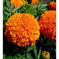 Hạt giống hoa Vạn Thọ đỏ cam Lở F1 - AGRI ORANGE 04M - Gói 0.1gr  30 hạt
