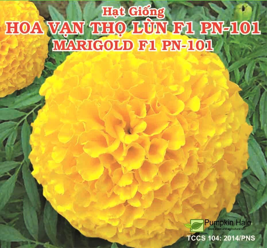 Hạt giống hoa vạn thọ lùn F1 Phú Nông PN-101
