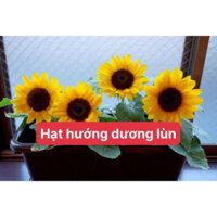 hạt giống hướng dương lùn 200g