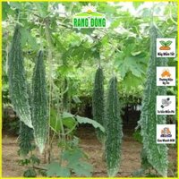 Hạt giống Khổ Qua Trái Dài Salsa Trồng Quanh Năm, Chịu Nhiệt Tốt gói 5 hạt - Hạt giống Rạng Đông