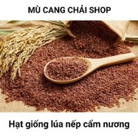 Hạt giống lúa nếp cẩm nương túi 1kg