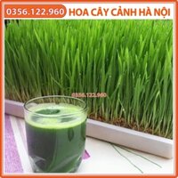 Hạt giống mầm cỏ lúa mì lúa mạch 200g - thức uống ít calo giúp giải nhiệt giảm cân