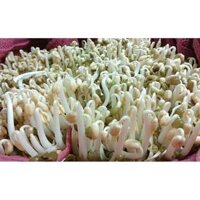 Hạt Giống Mầm Giá Đậu Xanh gói 100gr, hat giong rau sach thuy canh