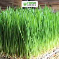 Hạt giống mầm Lúa Mạch PN 126