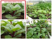Hạt giống mồng tơi đỏ
