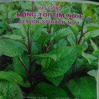 Hạt giống mồng tơi tím No 1- gói 20gr- 500 hạt - Ceylon Spinach No 1