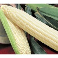 Hạt Giống Ngô Nếp Lai HN90 500gram - Hạt Ngô Đều Dẹp Thơm Tròn Hạt