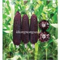 Hạt Giống Ngô Nếp Tím Thái Lan - Gói 250gram - hatgiongcaytronggiasi