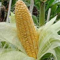 Hạt giống ngô ngọt 500gam
