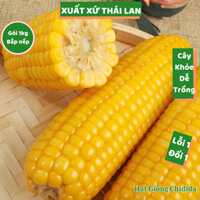 Hạt giống ngô ngọt Thái Lan ngon ngọt dẻo thơm trái to hạt bắp mỹ 1kg nảy mầm cao cây khỏe dễ trồng Hạt giống Chidida
