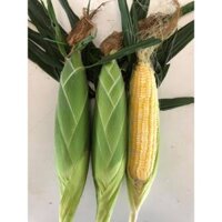 Hạt giống Ngô Ngọt Vàng Thái Lan - gói 250gram