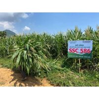 HẠT GIỐNG NGÔ SINH KHỐI SSC586 500G( túi zip) - CỰC CHẤT LƯỢNG, NĂNG SUẤT CAO ( túi zip)