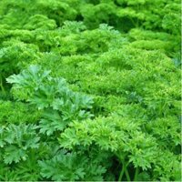 Hạt giống Ngò Tây lá xoăn - rau mùi siêu xoăn VTS124