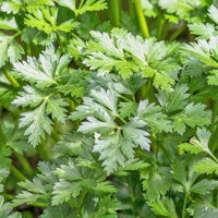 HẠT GIỐNG NGÒ TÂY SIÊU THƠM - 2 GRAM