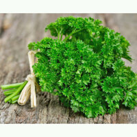 HẠT GIỐNG NGÒ TÂY SIÊU XOĂN - 2 GRAM