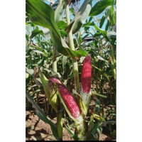 HẠT GIỐNG NGÔ  TRÁI CÂY VNUA141- GIỐNG NGÔ ĂN TƯƠI CHẤT LƯỢNG CAO (50gr)