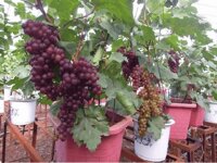 Hạt giống nho pháp lùn