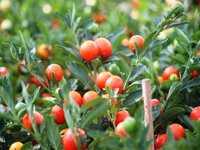 Hạt giống ớt cảnh quả tròn