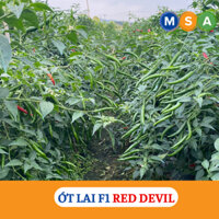 Hạt giống ớt chỉ thiên Lai F1 Red Devil Siêu sai