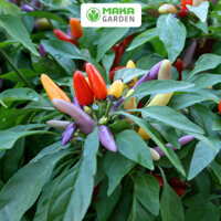 Hạt giống Ớt Kiểng ngũ sắc RD 825