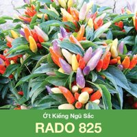 Hạt Giống Ớt Kiểng Ngũ Sắc Rạng Đông Gói 0.1 gram - Shop Hạt Giống Ba Miền Chịu Nhiệt