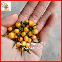 Hạt Giống Ớt Mắc Nhất Thế Giới Aji Charapita 570trkg Loại Ớt Ngon Và Đắt Nhất Thế Giới