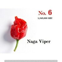 Hạt giống ớt Naga Viper - Ớt siêu cay